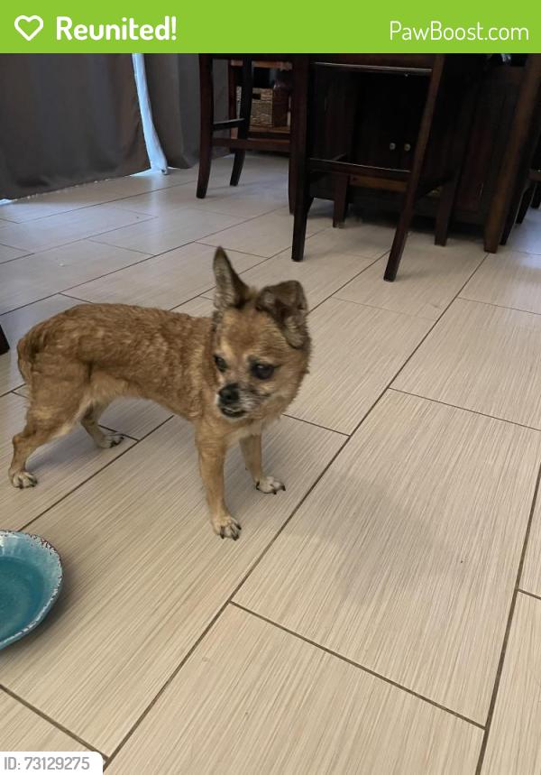 Reunited Unknown Dog last seen Gettysburg Elementary, Clovis, CA 93611
