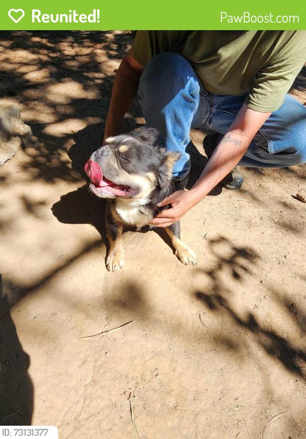 Reunited Male Dog last seen 49th and st James, Vancouver, WA 98663