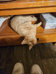 Reunited Male Cat last seen Iliff and Quentin, Aurora, CO 80014