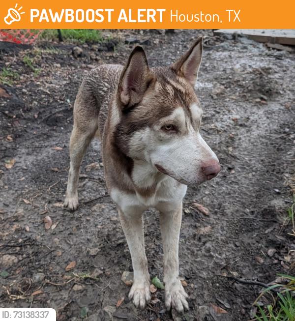 Found/Stray Male Dog last seen Mckinney at 👥 Eastwood, Houston, TX 77023