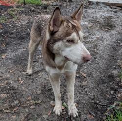 Found/Stray Male Dog last seen Mckinney at 👥 Eastwood, Houston, TX 77023