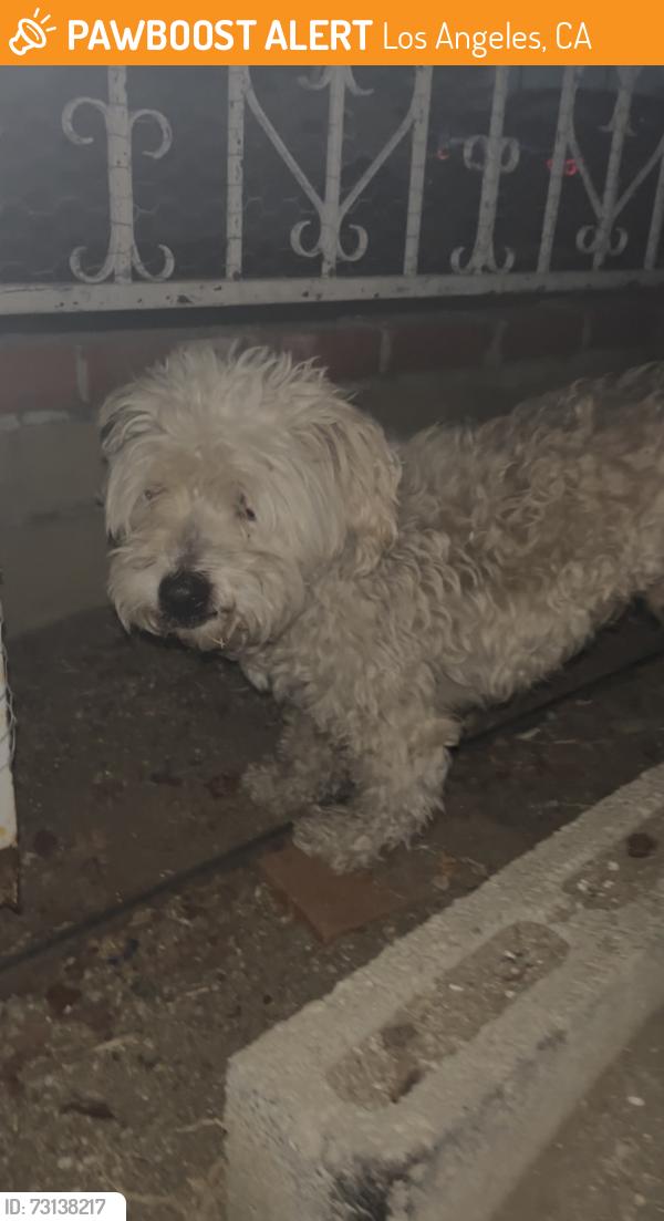 Found/Stray Male Dog last seen Van Nuys Blvd & Haddon Ave Pacoima, CA 91331 United States, Los Angeles, CA 91331
