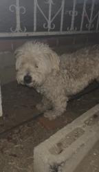 Found/Stray Male Dog last seen Van Nuys Blvd & Haddon Ave Pacoima, CA 91331 United States, Los Angeles, CA 91331