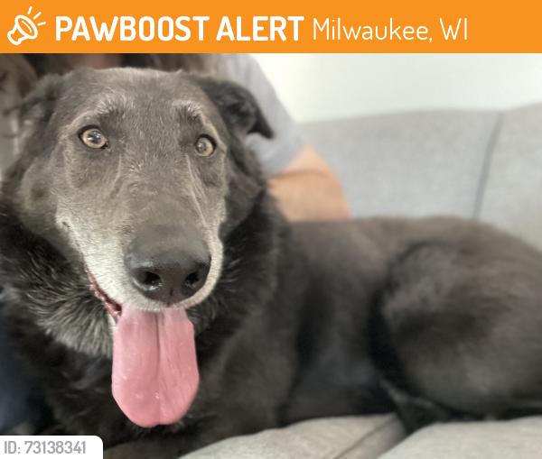 Found/Stray Male Dog last seen N Franklin Pl, Milwaukee, WI 53202