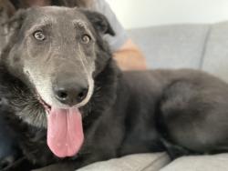 Found/Stray Male Dog last seen N Franklin Pl, Milwaukee, WI 53202