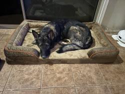 Reunited Male Dog last seen Lake pleasant pkwy and Williams rd, Peoria, AZ 85383