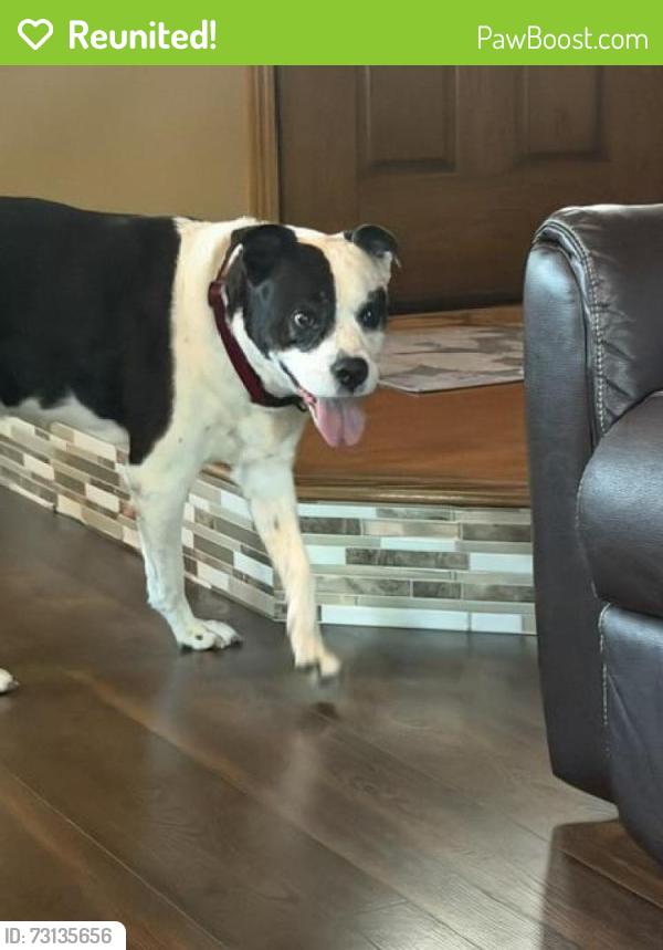 Reunited Male Dog last seen Jamesburg st & Valleyview which is near 21st & Maize, Wichita, KS 67212
