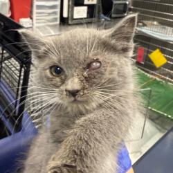 Shelter Stray Female Cat last seen , 980 Guilford College Rd, Greensboro, NC 27409, USA