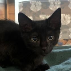 Shelter Stray Female Cat last seen , 361 S Raymond Ave, Pasadena, CA 91105, USA