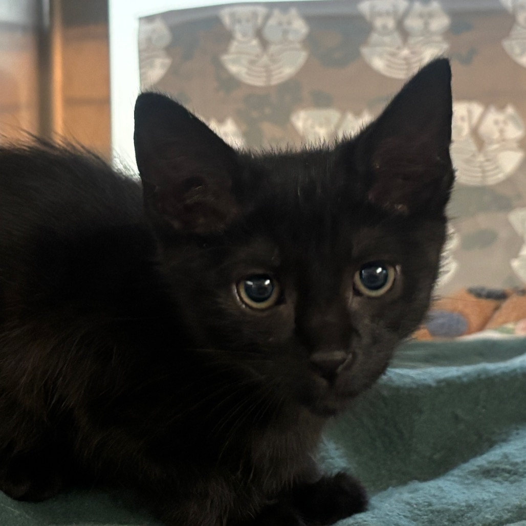 Shelter Stray Female Cat last seen , 361 S Raymond Ave, Pasadena, CA 91105, USA
