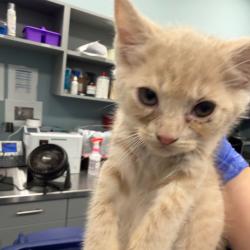 Shelter Stray Unknown Cat last seen , 980 Guilford College Rd, Greensboro, NC 27409, USA