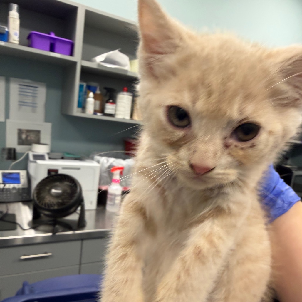 Shelter Stray Unknown Cat last seen , 980 Guilford College Rd, Greensboro, NC 27409, USA