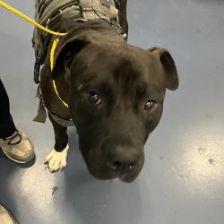 Shelter Stray Male Dog last seen , 980 Guilford College Rd, Greensboro, NC 27409, USA