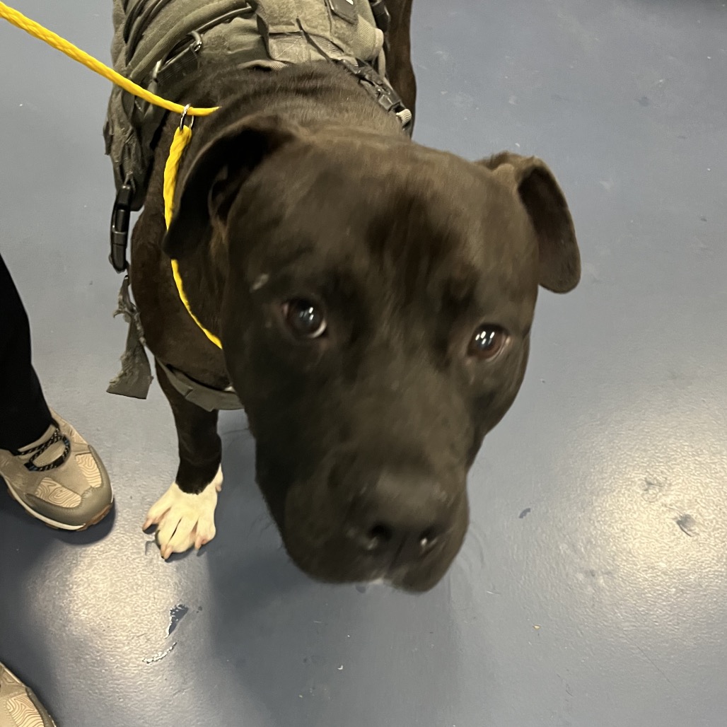 Shelter Stray Male Dog last seen , 980 Guilford College Rd, Greensboro, NC 27409, USA