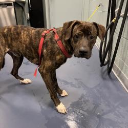 Shelter Stray Male Dog last seen , 980 Guilford College Rd, Greensboro, NC 27409, USA