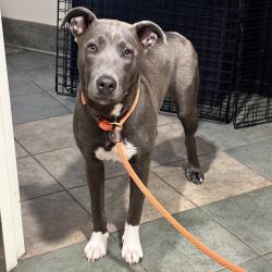 Shelter Stray Female Dog last seen , 4500 N Access Rd, Chattanooga, TN 37415, USA