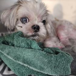 Shelter Stray Male Dog last seen , 2350 Appling City Cove, Memphis, TN 38133, USA