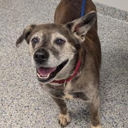 Shelter Stray Female Dog last seen , 328 Furman Hall Rd, Greenville, SC 29609, USA