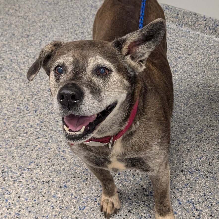 Shelter Stray Female Dog last seen , 328 Furman Hall Rd, Greenville, SC 29609, USA
