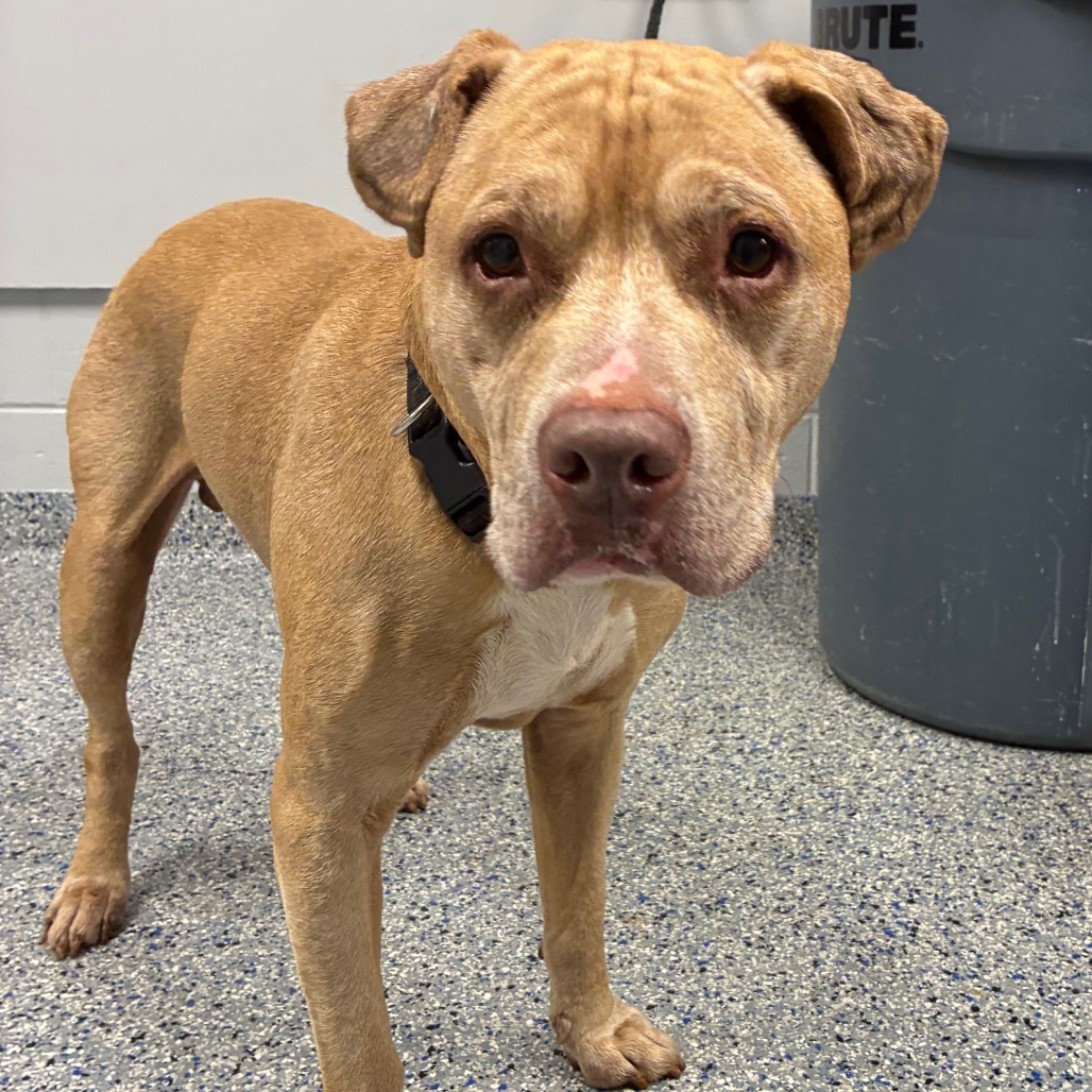 Shelter Stray Male Dog last seen , 328 Furman Hall Rd, Greenville, SC 29609, USA
