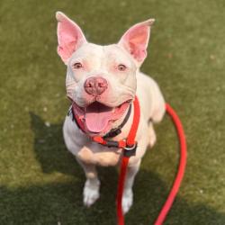 Shelter Stray Female Dog last seen , Animal Care & Control Team of Philly, 111 W Hunting Park Ave, Philadelphia, PA 19140, USA