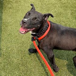 Shelter Stray Male Dog last seen , Animal Care & Control Team of Philly, 111 W Hunting Park Ave, Philadelphia, PA 19140, USA