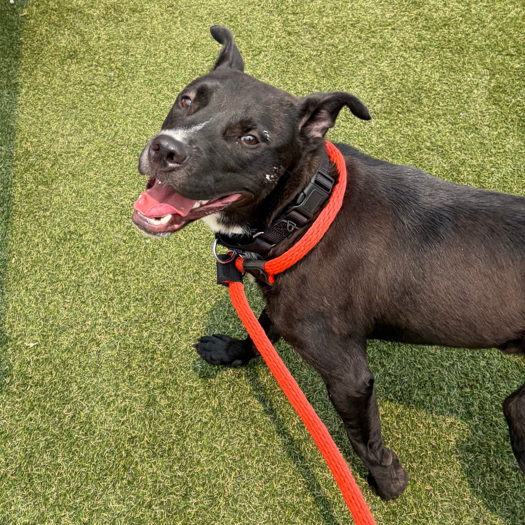 Shelter Stray Male Dog last seen , Animal Care & Control Team of Philly, 111 W Hunting Park Ave, Philadelphia, PA 19140, USA