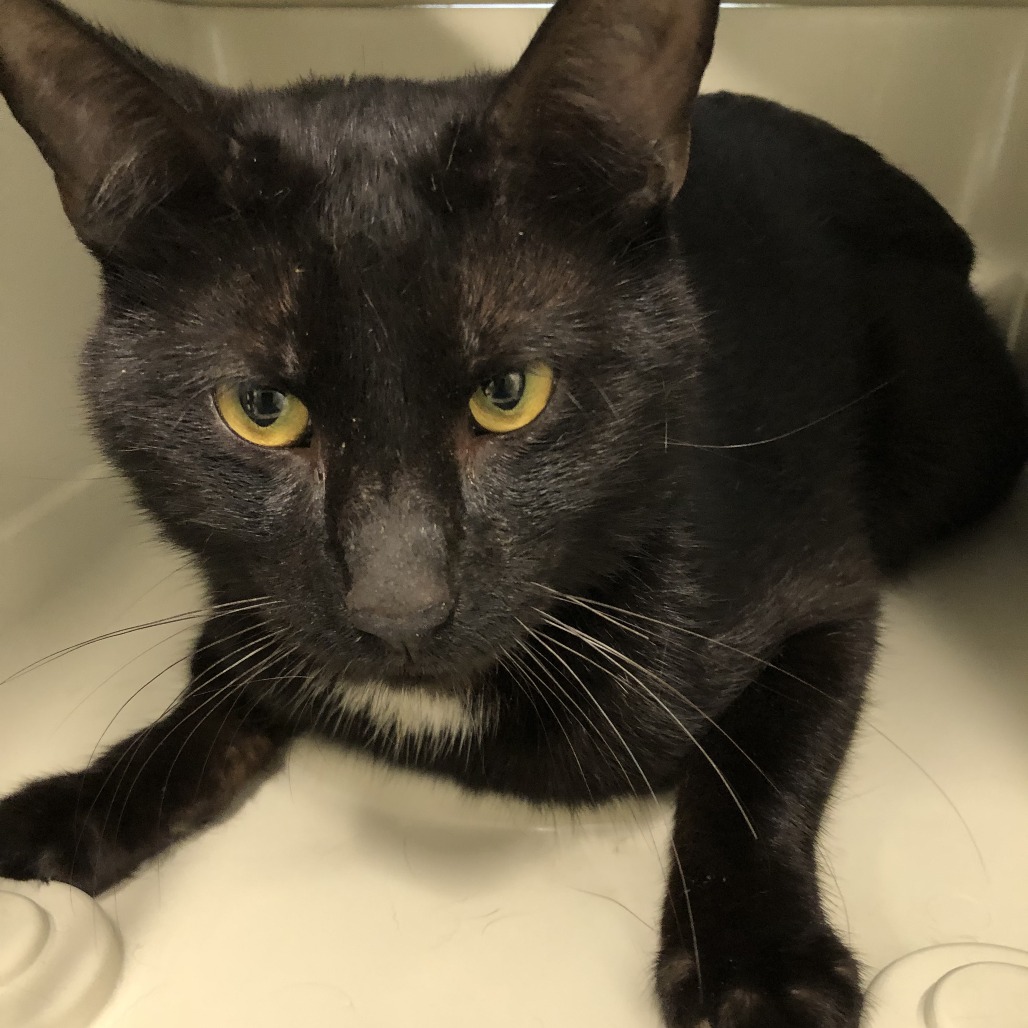 Shelter Stray Male Cat last seen , 1013 Garfield St, Oak Park, IL 60304, USA