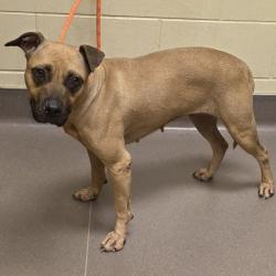 Shelter Stray Female Dog last seen , 3428 S Jenkins Ave, Norman, OK 73072, USA