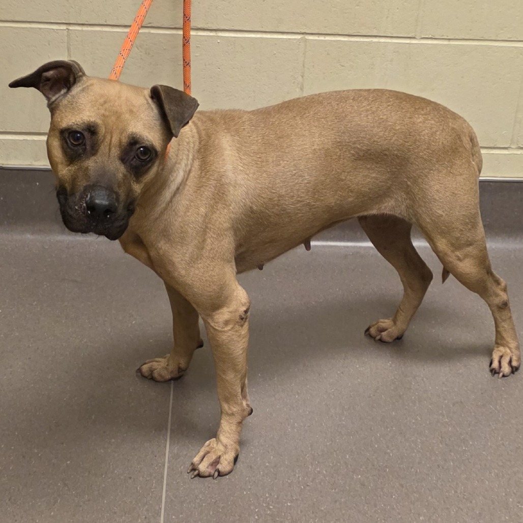 Shelter Stray Female Dog last seen , 3428 S Jenkins Ave, Norman, OK 73072, USA