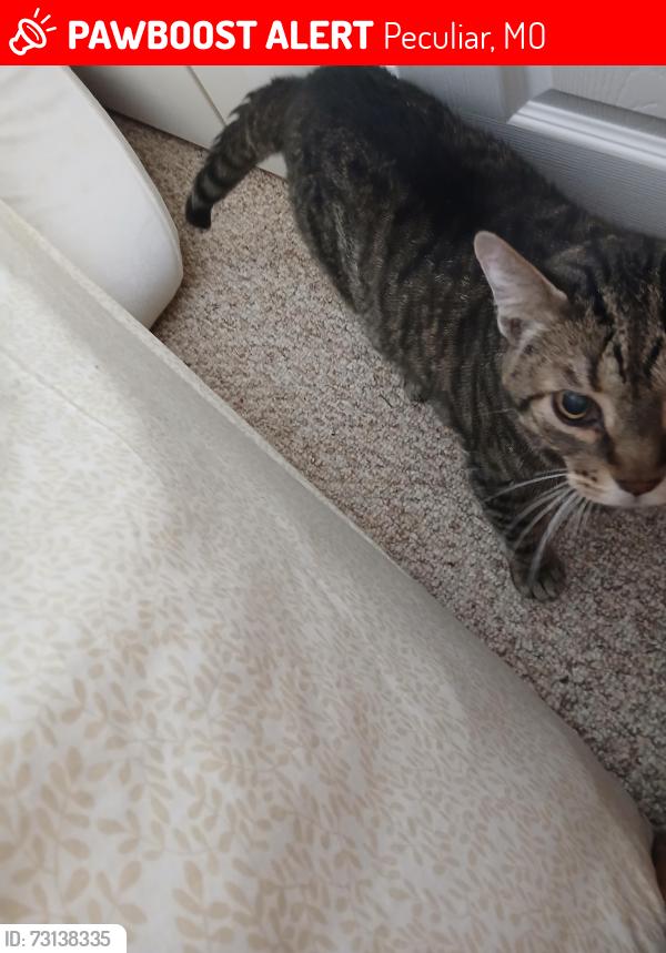Lost Male Cat last seen Schug and Birch, Peculiar, MO 64078