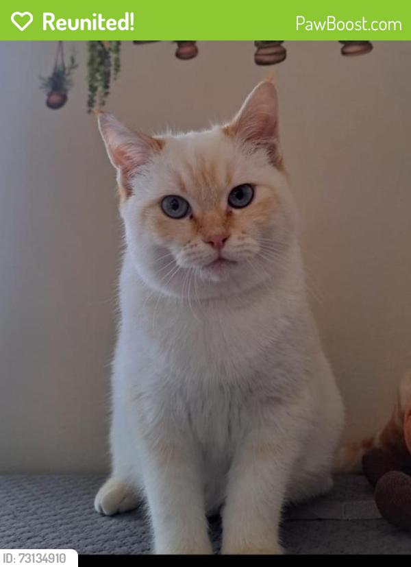 Reunited Male Cat last seen Hickory Road & Cambridge Avenue, Port Washington, NY 11050