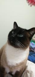 Lost Male Cat last seen Near 29th Avenue aldergrove, Langley Township, BC V4W 3C1