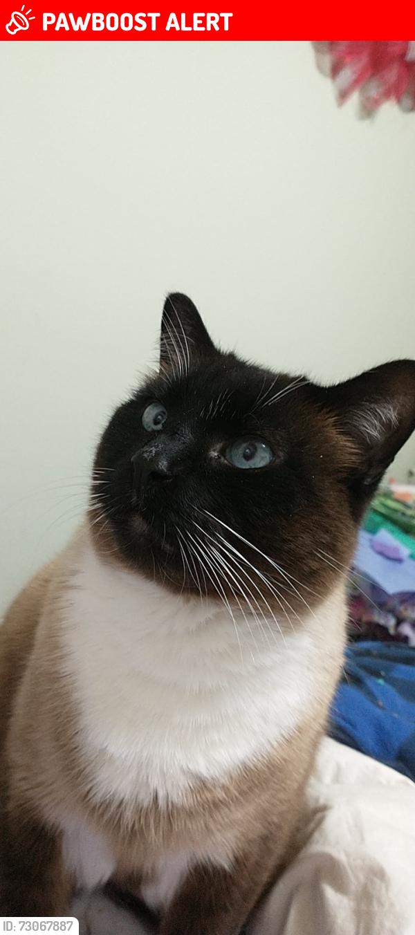 Lost Male Cat last seen Near 29th Avenue aldergrove, Langley Township, BC V4W 3C1