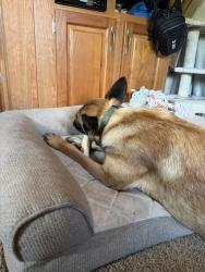Reunited Male Dog last seen Clayton Road, FM730, and Church Road, Azle, TX 76020