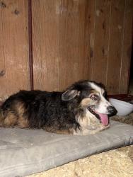 Found/Stray Male Dog last seen Near and the Sadler exit, Sadler, TX 76264