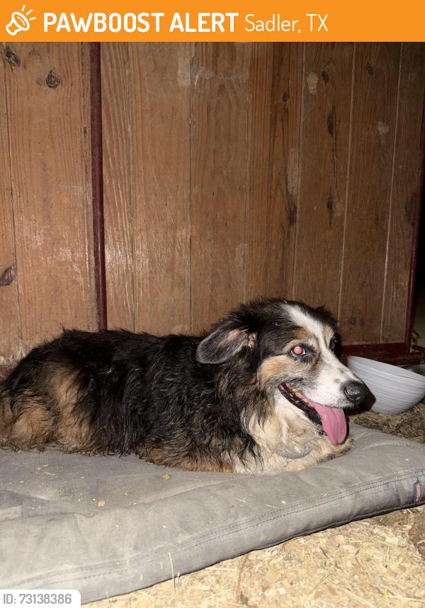 Found/Stray Male Dog last seen Near and the Sadler exit, Sadler, TX 76264