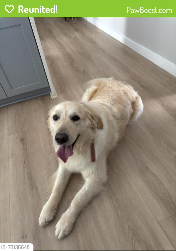 Reunited Male Dog last seen Near Crossraods Church Parking Lot, Dunwoody, GA 30360