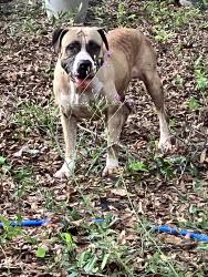 Found/Stray Male Dog last seen Wilkerson bluff rd, Okaloosa County, FL 32564
