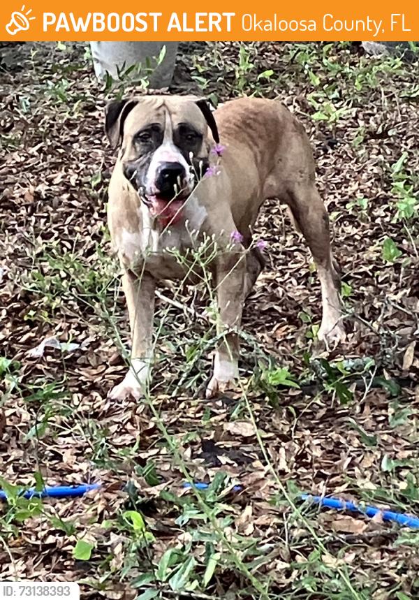 Found/Stray Male Dog last seen Wilkerson bluff rd, Okaloosa County, FL 32564