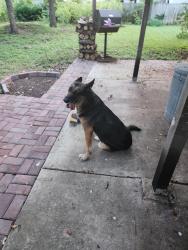 Lost Female Dog last seen General mcmullen and morelia, San Antonio, TX 78226