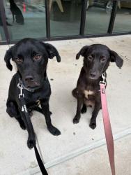 Found/Stray Female Dog last seen Slow Pokes Cafe near Garrow Street, Houston, TX 77003