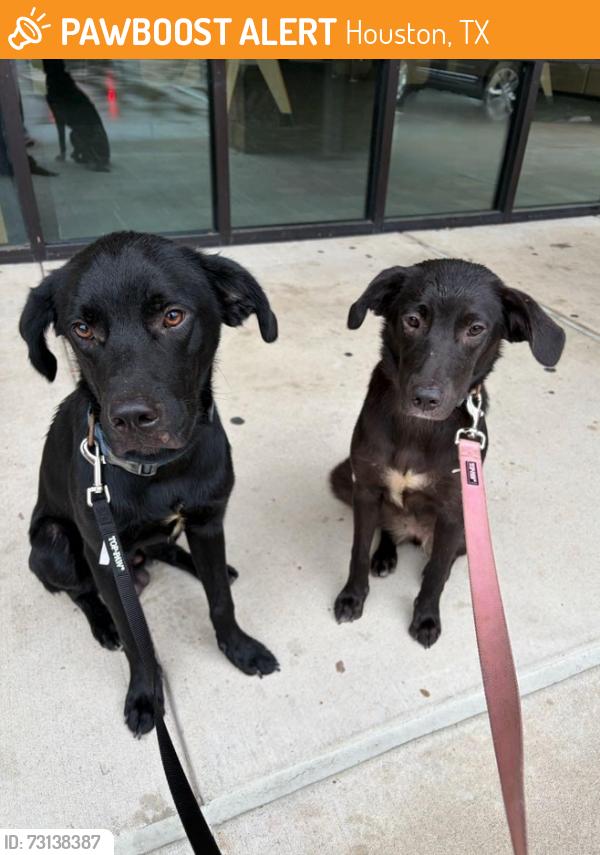 Found/Stray Female Dog last seen Slow Pokes Cafe near Garrow Street, Houston, TX 77003