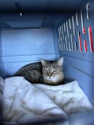 Reunited Female Cat last seen Laurel Rd and Old Albee Farm Rd, Nokomis, FL 34275