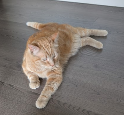 Reunited Male Cat last seen Near N 300 W, Salt Lake City, UT 84103