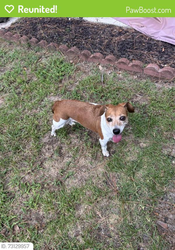 Reunited Female Dog last seen At the entrance of Summerville Place off of Miles Jamison Road, Summerville, SC 29485
