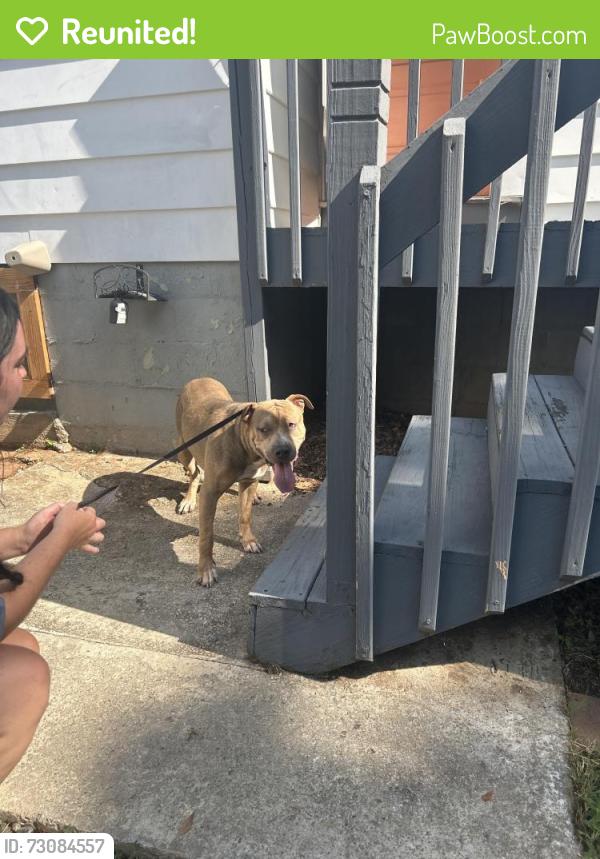 Reunited Male Dog last seen Near Poinsett Hwy Greenville, SC 29609 United States, Greenville, SC 29609
