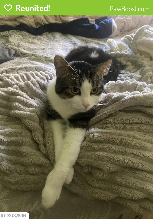 Reunited Male Cat last seen Right behind stated address, Dearborn, MI 48124