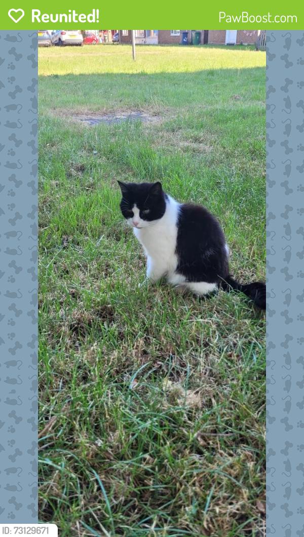 Reunited Unknown Cat last seen Wv11 3ny, West Midlands, England WV11 3NY
