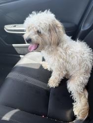 Reunited Female Dog last seen Cliffdale Rd, Fayetteville, NC 28304